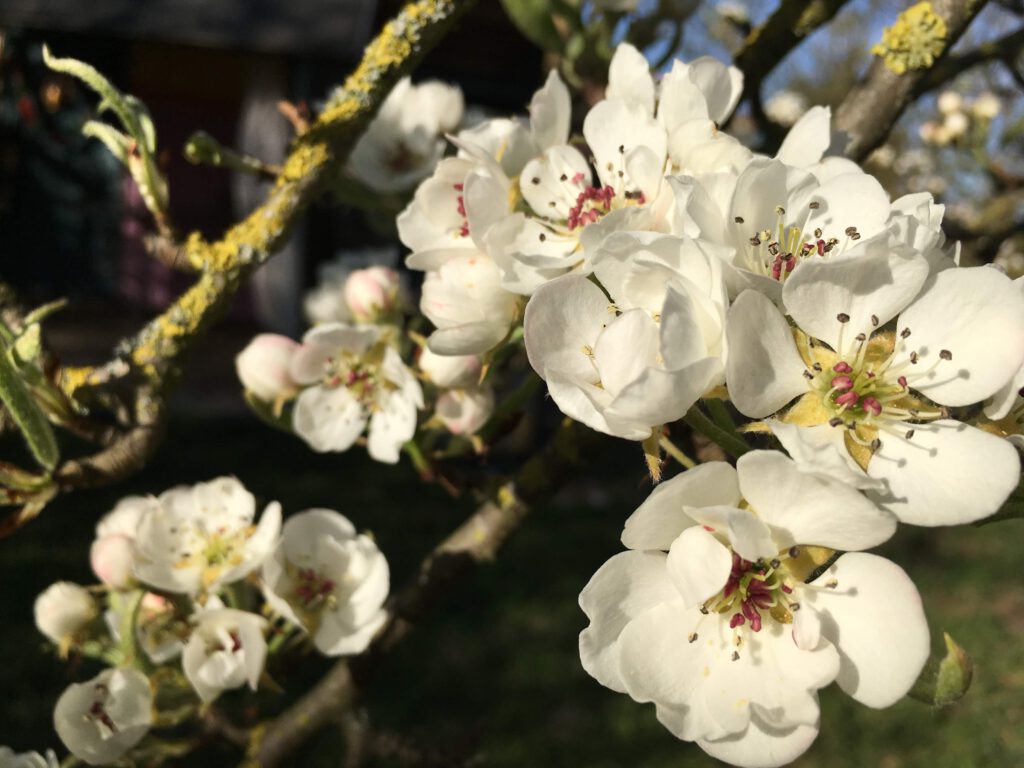 Apfelblüten