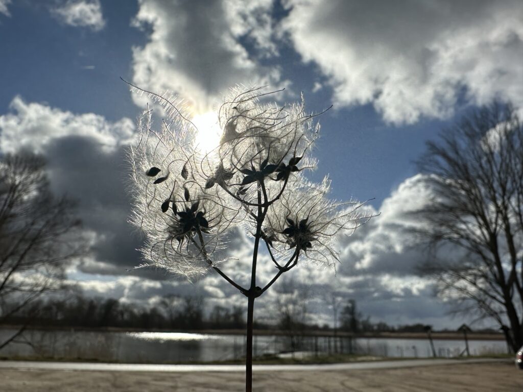 Blüte einer Waldrebe vor einem stürmischen Himmel.