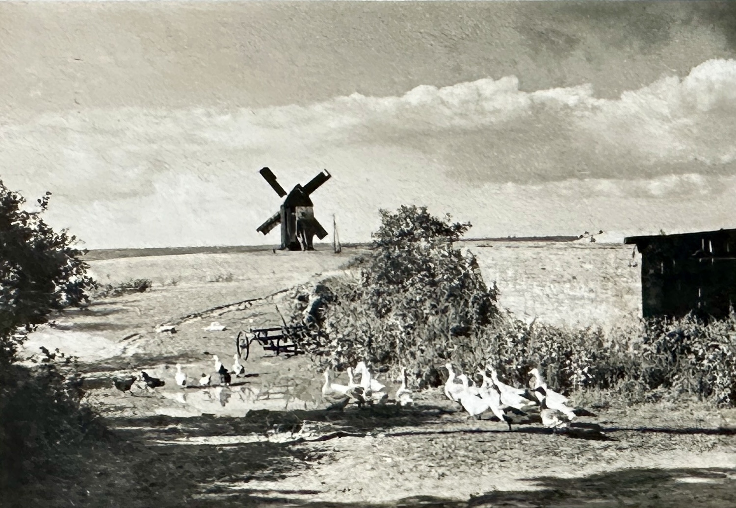 Ein historisches Foto der Luckower Bockwindmühle. Im Vordergrund schnatternde Gänse.